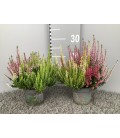 Calluna Tricolor pot de 11