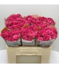 Rose Branchue Lianne 50 cm