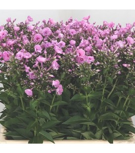 Phlox Sweet dance 60 cm