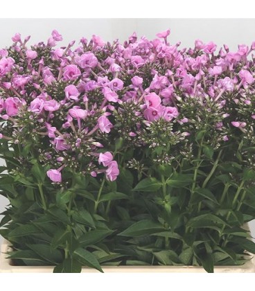 Phlox Sweet dance 60 cm