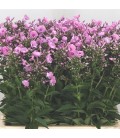 Phlox Sweet dance 60 cm
