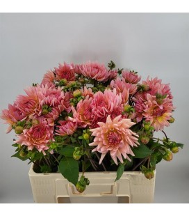 Dahlia Henriette 60 cm