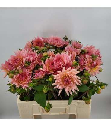 Dahlia Henriette 60 cm