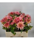 Dahlia Henriette 60 cm
