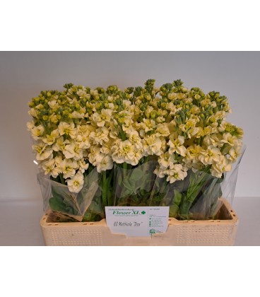 Giroflée Stox jaune 55 cm