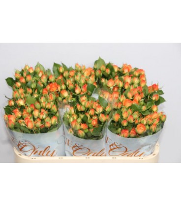 Rose Branchue Babe 50 cm