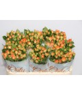 Rose Branchue Babe 50 cm