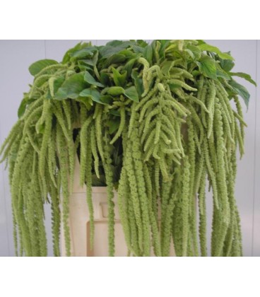 Amaranthe Viridis 60 cm