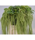 Amaranthe Viridis 85 cm