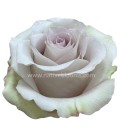 Rose  Equat  Andrea50 cm x25