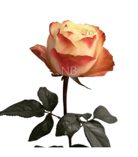 Rose  Equat  Karma 50 cm x25