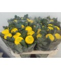 Chrysantheme G Golden 75 cm