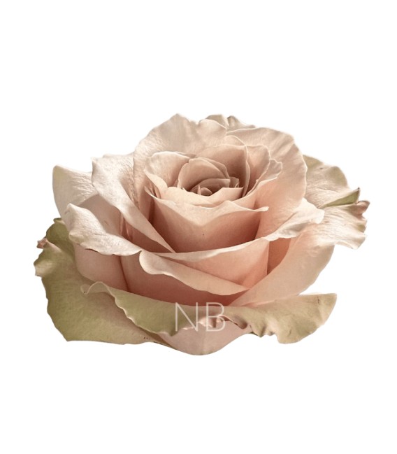 Rose Equateur Sandy 50 cm