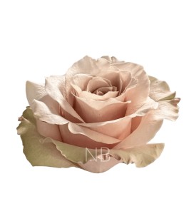 Rose Equateur Sandy 50 cm
