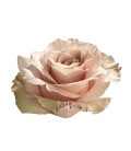 Rose  Equat  Sandy 50 cm x25