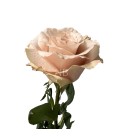 Rose Equateur Sandy 50 cm