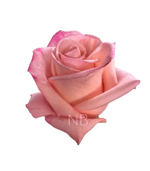 Rose Equateur Rhoslyn 50 cm