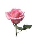 Rose Equateur Rhoslyn 50 cm