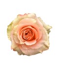 Rose Equateur Carpe diem 50 cm
