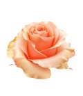 Rose Equateur Carpe diem 50 cm
