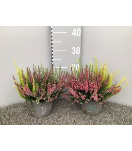 Calluna pot 13 Bicolor