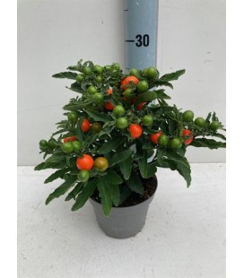 Solanum thorino pot de 13