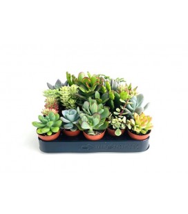 Succulentes pot de 5.50 cm par 20