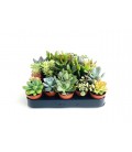 Succulentes pot de 5.50 cm par 20