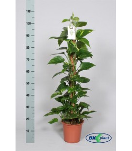 Pothos tuteur pot de 21 h 100