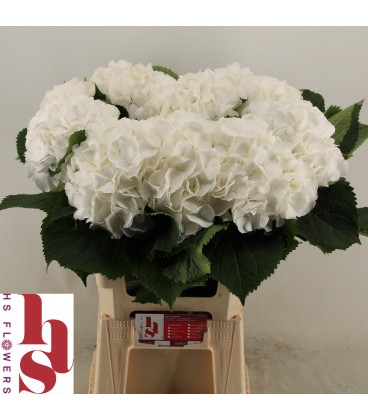 Hortensia White Verena 50 cm