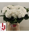 Hortensia White Verena 50 cm