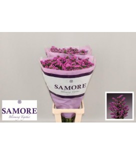 Limonium Rosa Sun Birds