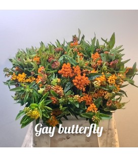 Asclepia Gay butterfly 50 cm