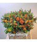 Asclepia Gay butterfly 40 cm