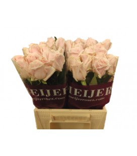 Rose Sweet Avalanche+ 40 cm