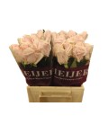 Rose Sweet Avalanche+ 40 cm