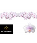 Phalaeno Okayama x 25