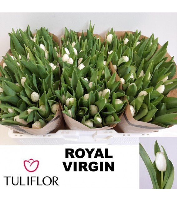 Tulipe Royal virginia 