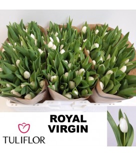 Tulipe Royal virginia 