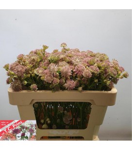 Astransia Rosa lee 55 cm