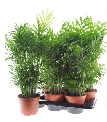 Chamaedorea elegans Ø 17