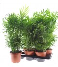Chamaedorea elegans Ø 17 h 60