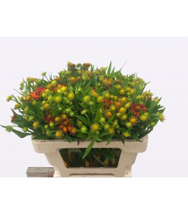 Helen Autumn fire 60 cm