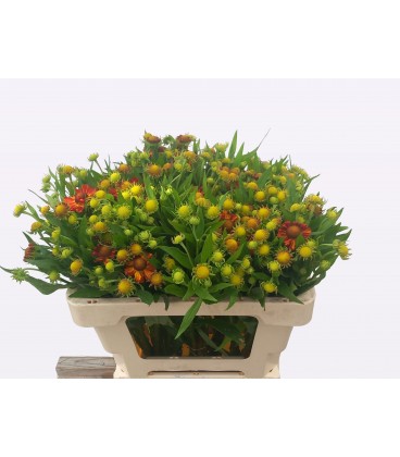 Helen Autumn fire 60 cm