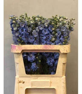 Delphinium Du Dewis Morn Bl 50 cm