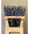 Delphinium Du Dewis Morn Bl 80 cm