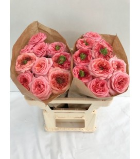 Rose New Design 40 cm