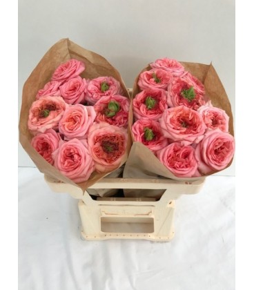Rose Nex Design 50 cm