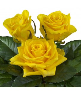 Rose Goldfinch 50 cm x 25