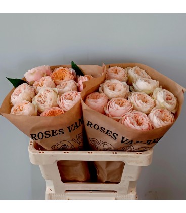 Rose Sweet Haroer 50 cm